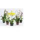 FLOR-NATURAL-ONCIDIUM-POTE-14-VARIADAS