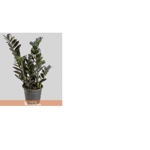 FLOR-NATURAL-ZAMIOCULCA-BLACK-QUEEN-POTE-14 FLOR-NATURAL-ZAMIOCULCA-BLACK-QUEEN-POTE-14