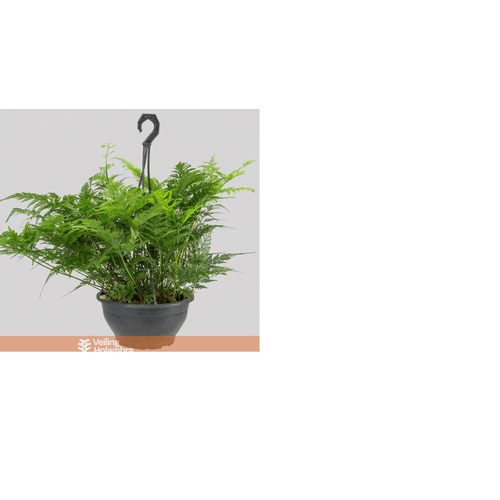 FLOR-NATURAL-RENDA-PORTUGUESA-C21 FLOR-NATURAL-RENDA-PORTUGUESA-C21