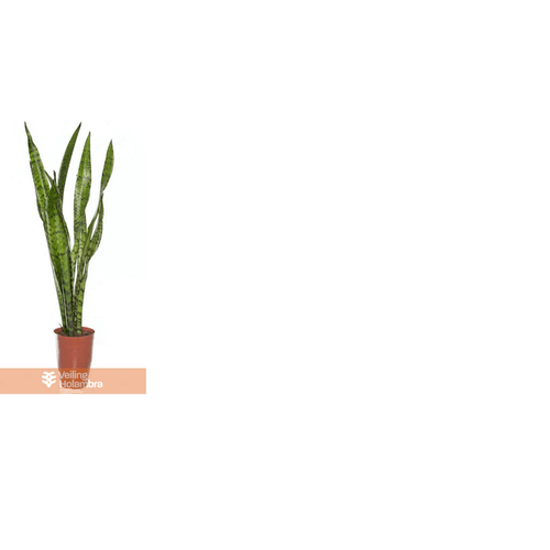 FLOR-NAT-SANSEVIERIA-ZEYLANICA-P17 FLOR-NAT-SANSEVIERIA-ZEYLANICA-P17