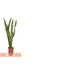 FLOR-NAT-SANSEVIERIA-ZEYLANICA-P17
