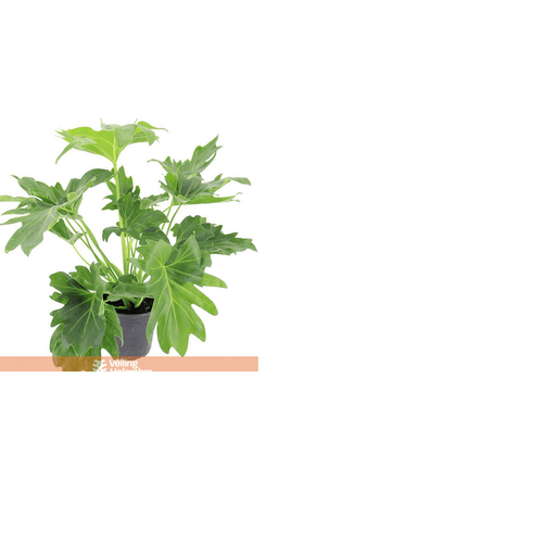 FLOR-NAT--PHILODENDRON-BIPINNATIFIDUMP17 FLOR-NAT--PHILODENDRON-BIPINNATIFIDUMP17