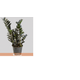 FLOR-ZAMIOCULCAS-BLACK-DOWON-P15