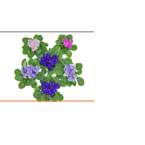 FLOR-NAT-VIOLETA-DOBRADA-P11