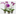 FLOR-NATURAL-ORQUIDEA-PHALAENOPSIS-EMBALAGEM-ESPECIAL-POTE-12-MULTI-FLORA