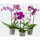 FLOR-NATURAL-ORQUIDEA-PHALAENOPSIS-EMBALAGEM-ESPECIAL-POTE-12-MULTI-FLORA