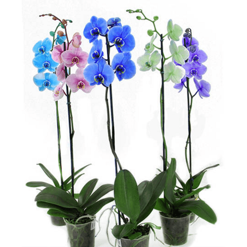 FLOR-NATURAL-ORQUIDEA-PHALAENOPSIS-POTE-12-MULTI-COLORIDA FLOR-NATURAL-ORQUIDEA-PHALAENOPSIS-POTE-12-MULTI-COLORIDA