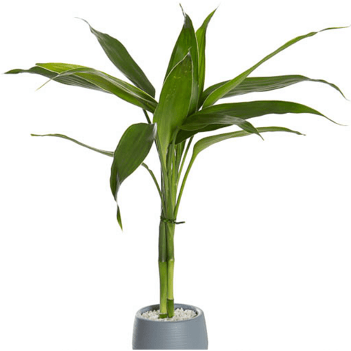 FLOR-NATURAL-DRACENA-LUCKY-BAMBOO-POTE-07-HIDROCULTURA FLOR-NATURAL-DRACENA-LUCKY-BAMBOO-POTE-07-HIDROCULTURA