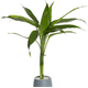 FLOR-NATURAL-DRACENA-LUCKY-BAMBOO-POTE-07-HIDROCULTURA