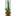FLOR-NATURAL-CACTO-ACANTHOECEREUS-TETRAGONUS-POTE-09