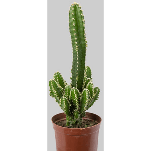 FLOR-NATURAL-CACTO-ACANTHOECEREUS-TETRAGONUS-POTE-09 FLOR-NATURAL-CACTO-ACANTHOECEREUS-TETRAGONUS-POTE-09