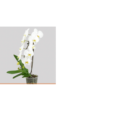 FLOR-NAT-PHALAENOPSIS-CASCATA-P15-BRANCO-MIN-11-FLS FLOR-NAT-PHALAENOPSIS-CASCATA-P15-BRANCO-MIN-11-FLS