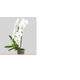 FLOR-NAT-PHALAENOPSIS-CASCATA-P15-BRANCO-MIN-11-FLS