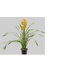 FLOR-NATURAL-ORQUIDEA-CYMBIDIUM-LARANJA-MIN-1HT-POTE-18