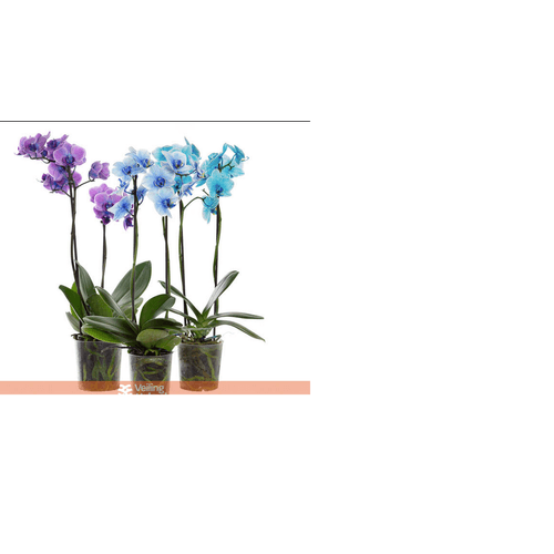 FLOR-NATURAL-ORQUIDEA-PHALAENOPSIS-MINI-2HT-POTE-09-TINGIDA-COR-AZUL FLOR-NATURAL-ORQUIDEA-PHALAENOPSIS-MINI-2HT-POTE-09-TINGIDA-COR-AZUL