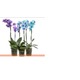 FLOR-NATURAL-ORQUIDEA-PHALAENOPSIS-MINI-2HT-POTE-09-TINGIDA-COR-AZUL