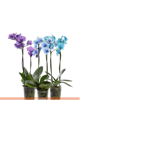 FLOR-NAT-PHALAENOPSIS-MINI-P09-MULTICOLOR-2-HT FLOR-NAT-PHALAENOPSIS-MINI-P09-MULTICOLOR-2-HT