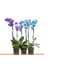 FLOR-NAT-PHALAENOPSIS-MINI-P09-MULTICOLOR-2-HT