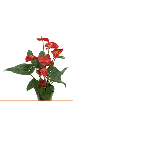 FLOR-NAT-ANTHURIUM-VERMELHO-P15 FLOR-NAT-ANTHURIUM-VERMELHO-P15