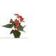 FLOR-NAT-ANTHURIUM-VERMELHO-P15