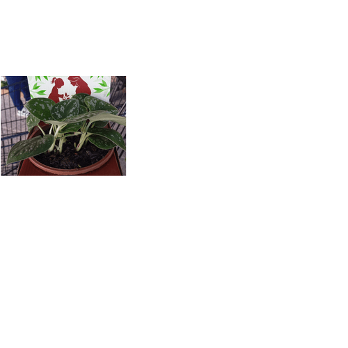 PLANTA-ORNAMENTAL-CUIA-VARIADO-P13 PLANTA-ORNAMENTAL-CUIA-VARIADO-P13
