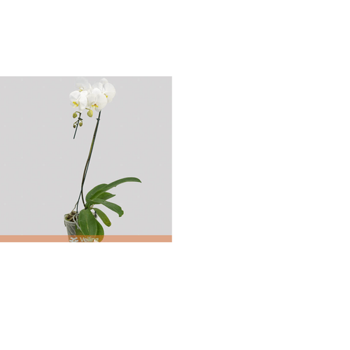 FLOR-PHALAENOPSIS-CASCATA-P12-BRANCA