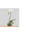 FLOR-PHALAENOPSIS-CASCATA-P12-BRANCA