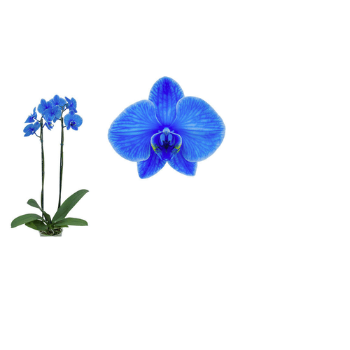 PHALAENOPSIS-P12-TINGIDA-AZUL-2-HT