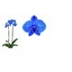 PHALAENOPSIS-P12-TINGIDA-AZUL-2-HT