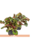 FLOR-NAT-BEGONIA-PT15-ESP