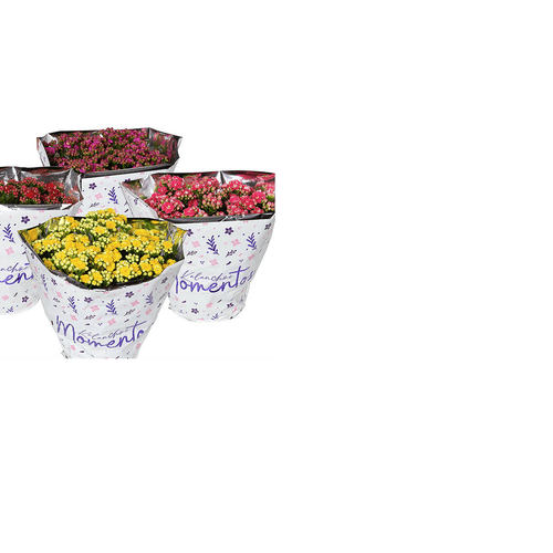 FLOR-KALANCHOE-DOBRADO-P15-PINK