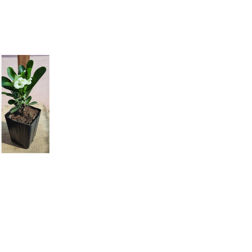 FLOR-EUPHORBIA-MILII-P15-ROSA