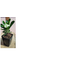 FLOR-EUPHORBIA-MILII-P15-ROSA