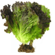 ALFACE-ROXA-FOLHAS-DE-MINAS-UN