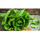 ALMEIRAO-FOLHAS-DE-MINAS-UN