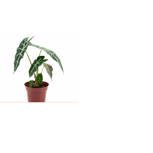 FLOR-NAT-ALOCASIA-POLLY-P12