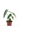 FLOR-NAT-ALOCASIA-POLLY-P12