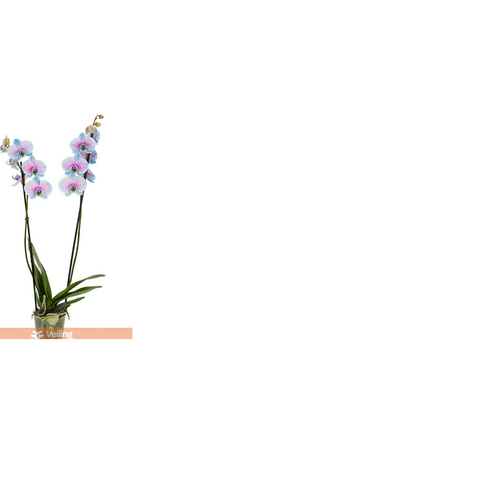 FLOR-PHALAENOPSIS-MINI-AURORA-P09-2HT