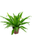 FLOR-NAT-ASPLENIUM-OSAKA-CRESPO-P17