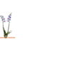 FLOR-PHALAENOPSIS-CASCATA-P12-TINGIDA-AZUL-2-HT