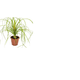 FLOR-NAT-BEAUCARNEA-P24