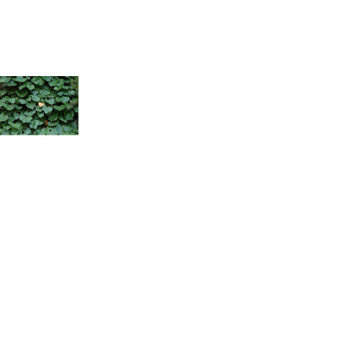 PLANTA-HEDERA-PT-11-UN
