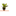 FLOR-NAT-CROTON-HIBRIDO-PETRA-P17