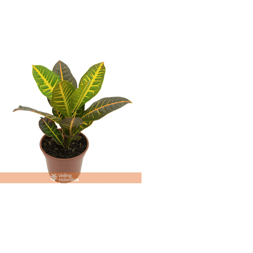 FLOR-NAT-CROTON-HIBRIDO-PETRA-P17