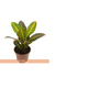 FLOR-NAT-CROTON-HIBRIDO-PETRA-P17