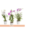 FLOR-NAT-DENDROBIUM-BORNEO-P13-MIN-3-HT