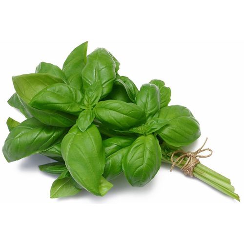 Manjericão Hidropônico Todo Verde Unidade Manjericão Hidropônico Todo Verde Unidade