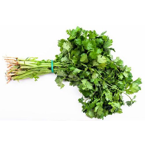 Coentro Hidropônico Todo Verde Unidade Coentro Hidropônico Todo Verde Unidade