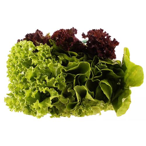 Alface Hidripônica Bicolor Todo Verde Unidade Alface Hidripônica Bicolor Todo Verde Unidade