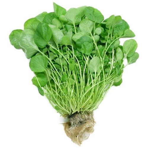 Agrião Hidropônico Todo Verde Unidade